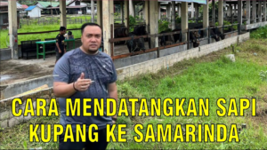 Cara mendatangkan sapi kupang ke samarinda