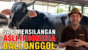 sapi persilangan asli indonesia bali onggol