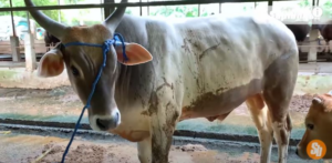 Sapi persilangan