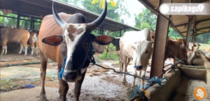 Sapi persilangan 2