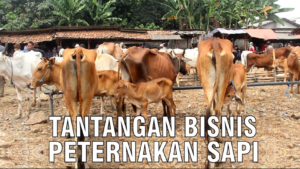 Tantangan bisnis peternakan sapi