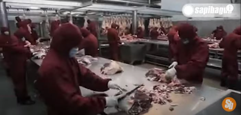 negara penghasil daging sapi