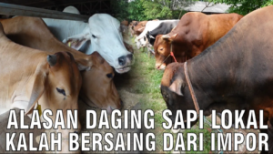 alasan daging sapi lokal kalah bersaing dari impor