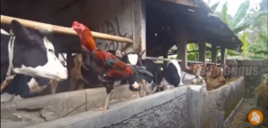 harga daging impor dan lokal