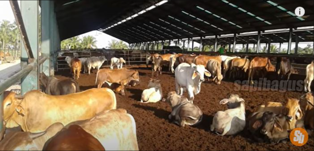 feedloter indonesia
