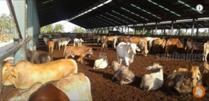 feedloter indonesia