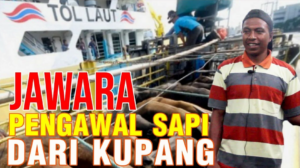 Jawara Pengawal Sapi dari Kupang