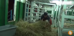 Pakan sapi di kapal