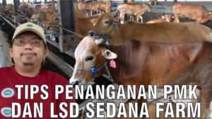 tips penanganan PMK dan LSD sedana farm