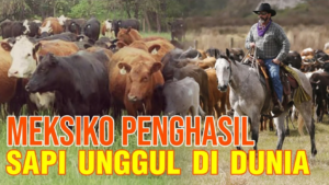 Meksiko Penghasil Sapi Unggul di Dunia