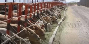 sapi-sapi di meksiko