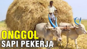 Ongole Sapi Pekerja
