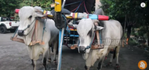 Sapi Ongole Sapi Pekerja