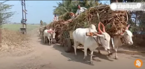Sapi Ongole Angkut Jerami