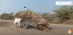 Sapi Ongole