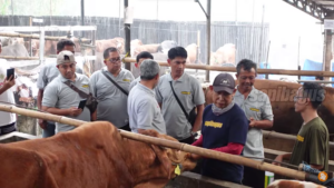 pelatihan bisnis sapi