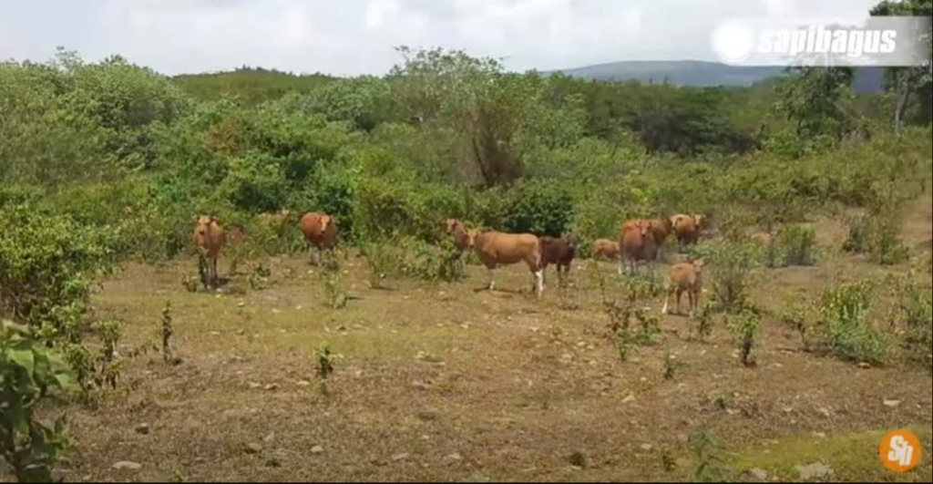 peternakan ranch