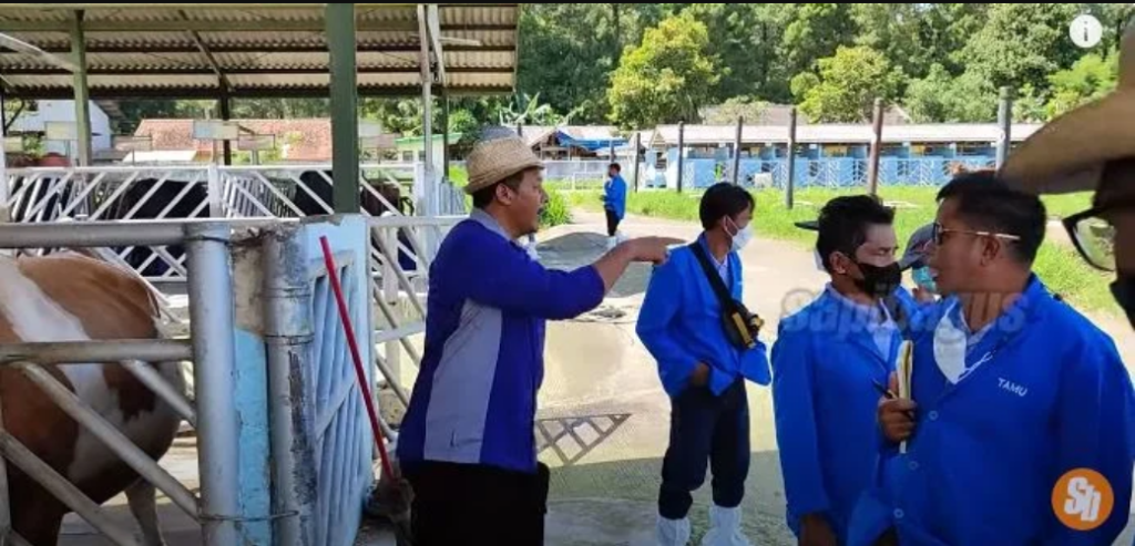 pelatihan bisnis sapi