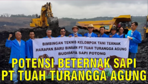 Potensi Beternak Sapi PT Tuah Turangga Agung