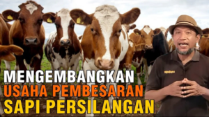 mengembangkan usaha pembesaran sapi persilangan