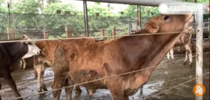 rearing sapi