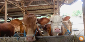 peternakan sapi lokal