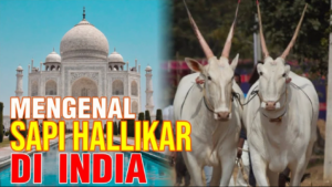 Mengenal Sapi Hallikar di India
