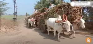 Sapi Hallikar bertanduk tinggi