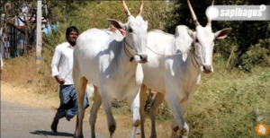 Sapi Hallikar asal India