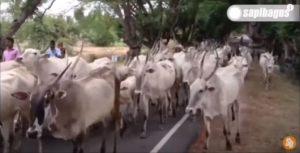 jenis sapi hallikar