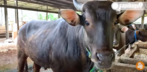 jenis sapi bali