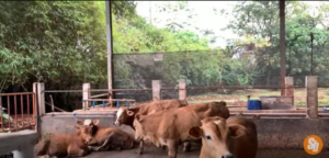 telaga sindur farm
