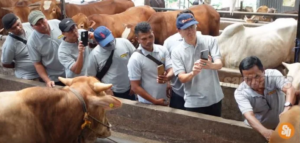 kunjungan ke sapibagus farm