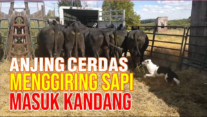 Anjing cerdas menggiring sapi masuk kandang