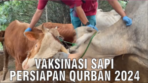vaksin sapi 4