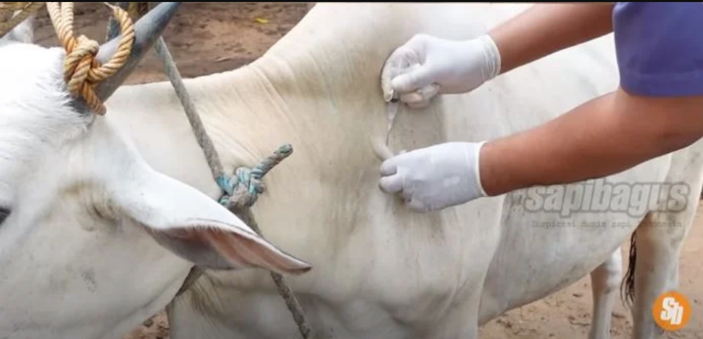 vaksin sapi 2