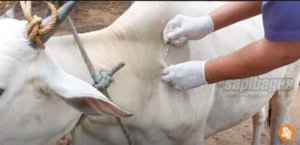 vaksin sapi 2