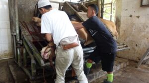 pemotongan hewan qurban