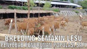 Penurunan Populasi Sapi Indonesia
