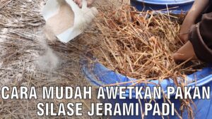 cara mudah awetkan pakan silase jerami padi