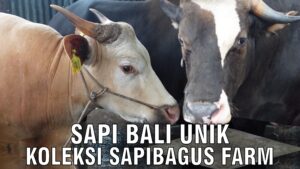 Sapi Bali Unik Koleksi Sapibagus Farm