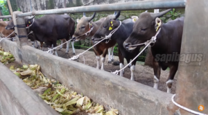 Sapi Bali