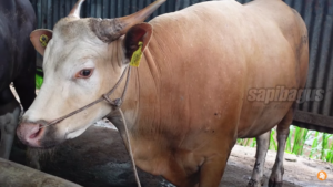 Persilangan Sapi Bali