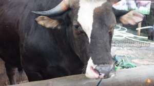 Persilangan Sapi Bali 2