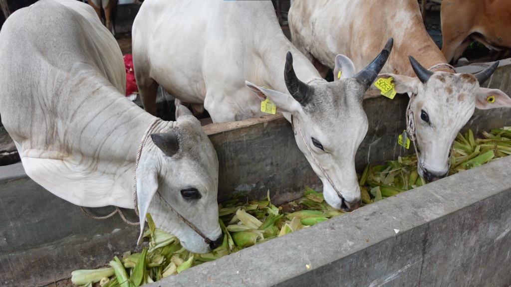 Sapi Qurban -3