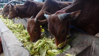 Sapi Qurban -2