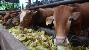 Sapi Qurban 2024