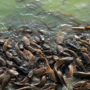 molase-untuk-ikan-lele