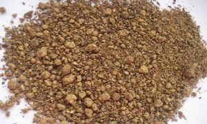 rapeseed meal bahan pakan