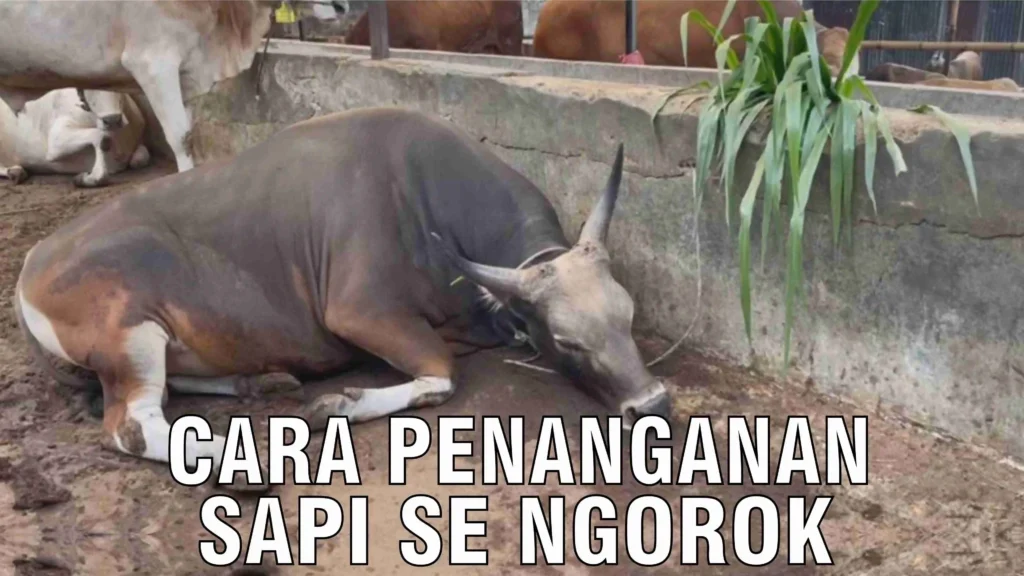 penyakit ngorok pada sapi